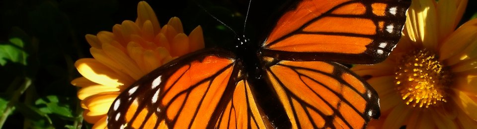 foto farfalla arancione bellissima