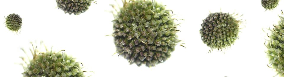 foto virus al microscopio